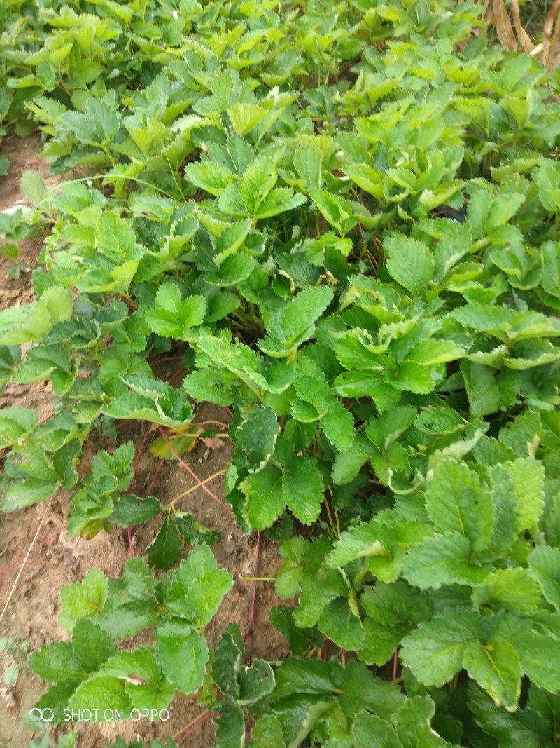 草莓苗：香野草莓苗：增产高产，新一代：产量高，南北都能栽