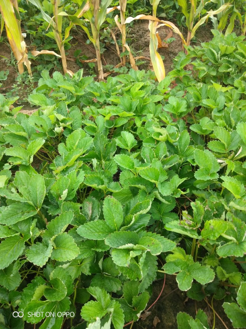 草莓苗：香野草莓苗：增产高产，新一代：产量高，南北都能栽