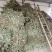 金钱草干货切断无杂草干净货货源充足价格优惠欢迎联系订购