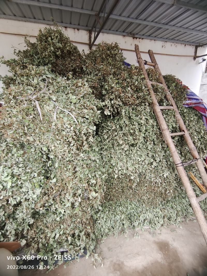 金钱草干货切断无杂草干净货货源充足价格优惠欢迎联系订购