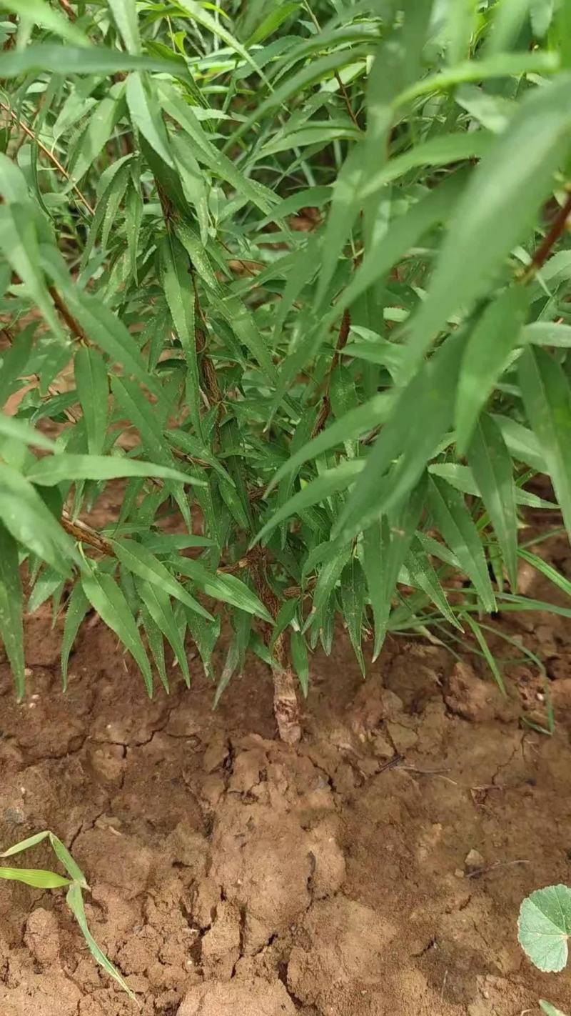 1年山桃小苗