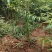 1年山桃小苗
