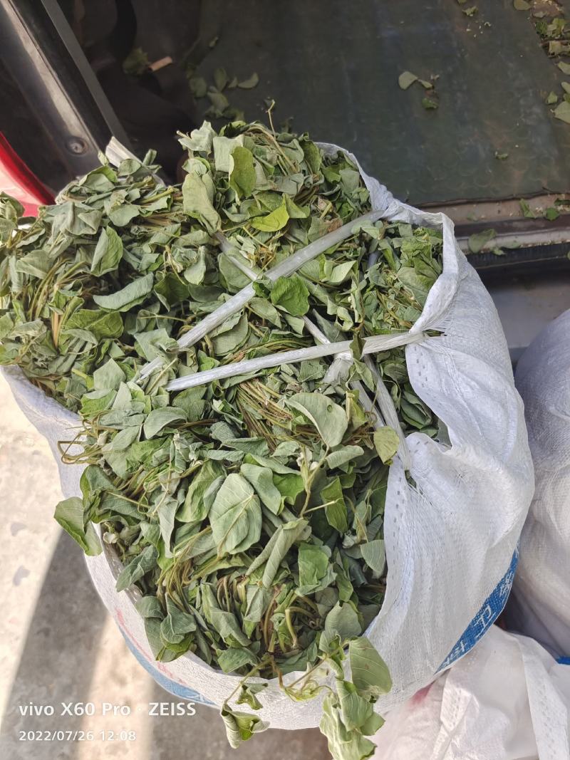金钱草干货切断无杂草干净货货源充足价格优惠欢迎联系订购