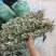金钱草干货切断无杂草干净货货源充足价格优惠欢迎联系订购
