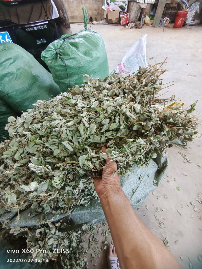 金钱草干货切断无杂草干净货货源充足价格优惠欢迎联系订购