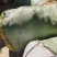 金钱草干货切断无杂草干净货货源充足价格优惠欢迎联系订购