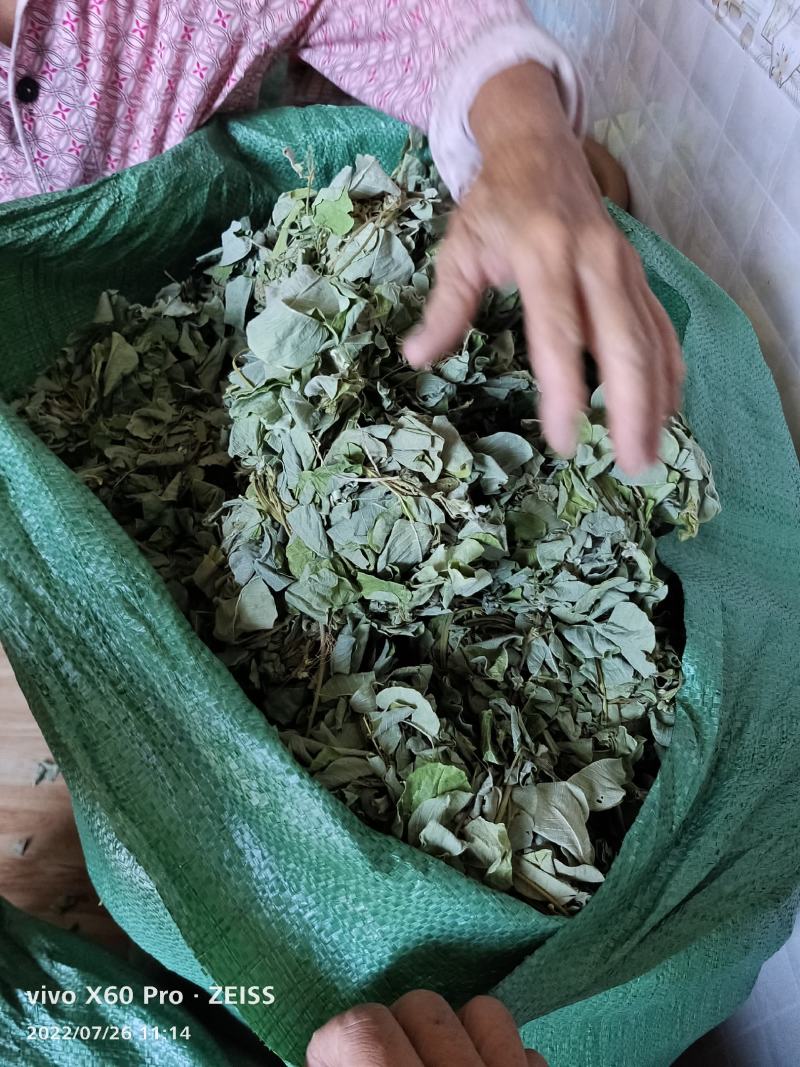 金钱草干货切断无杂草干净货货源充足价格优惠欢迎联系订购