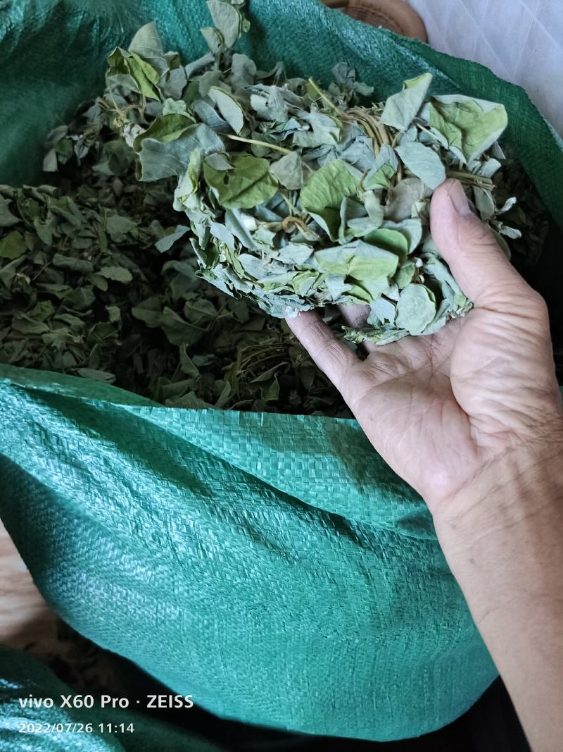 金钱草干货切断无杂草干净货货源充足价格优惠欢迎联系订购