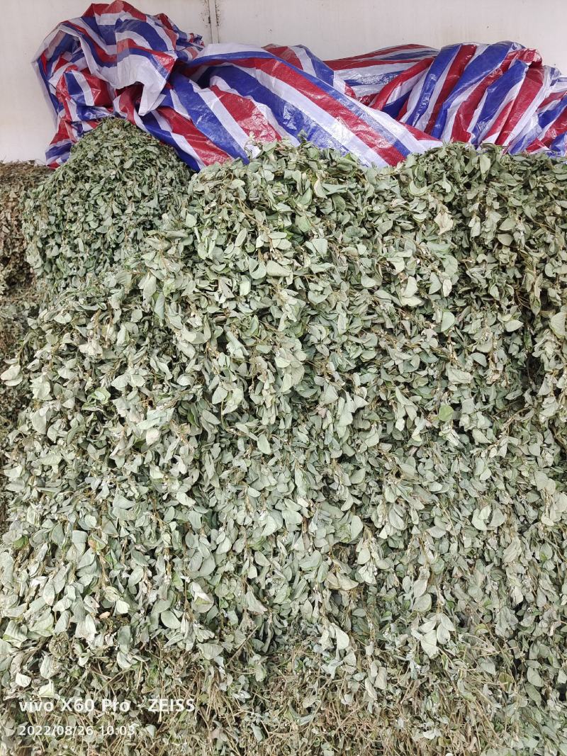 金钱草干货切断无杂草干净货货源充足价格优惠欢迎联系订购