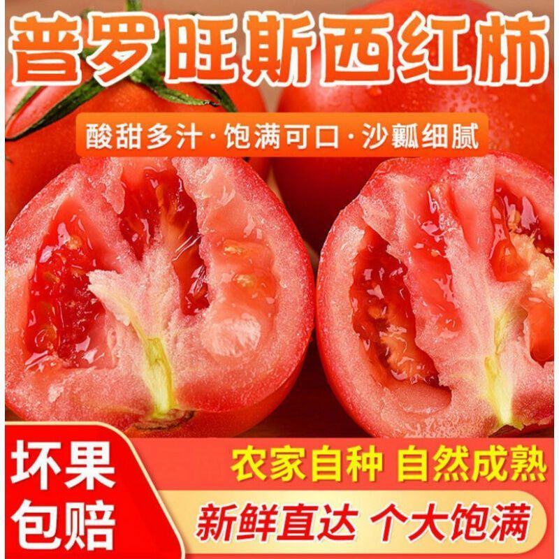 河南精品普罗旺斯西红柿耐运输可供商超社区团购电商平台