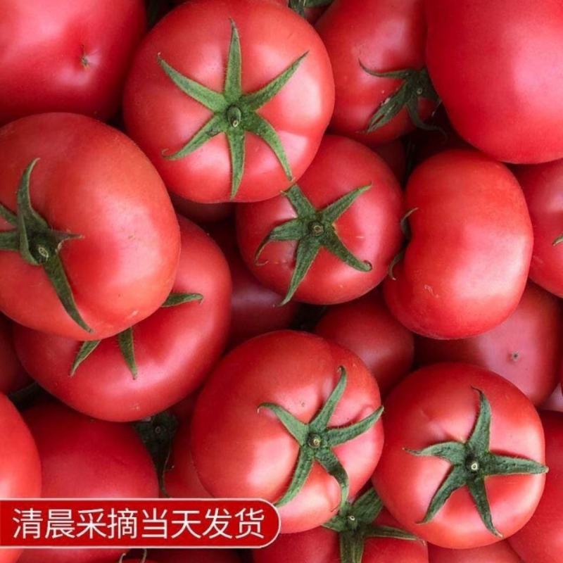 河南精品普罗旺斯西红柿耐运输可供商超社区团购电商平台