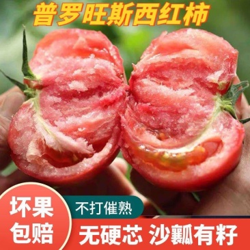 河南精品普罗旺斯西红柿耐运输可供商超社区团购电商平台
