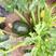 翠珠特早熟无蔓西葫芦种子高椭圆形深绿色西葫芦种子