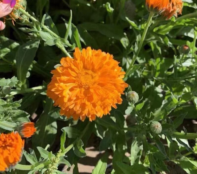 金盏菊种子金盏花种子四季易种花种子长生菊花海易种庭院盆栽