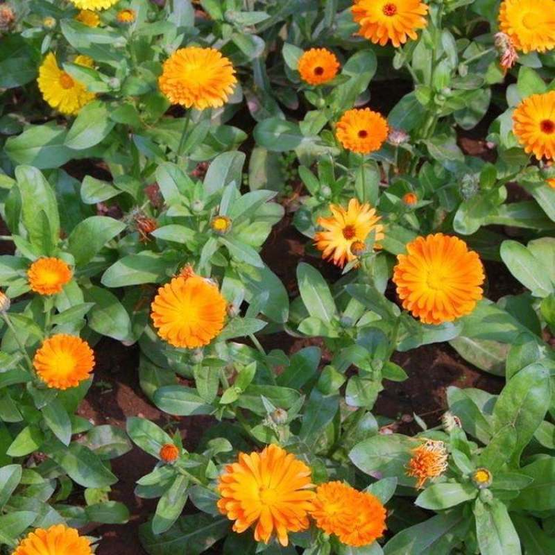 金盏菊种子金盏花种子四季易种花种子长生菊花海易种庭院盆栽