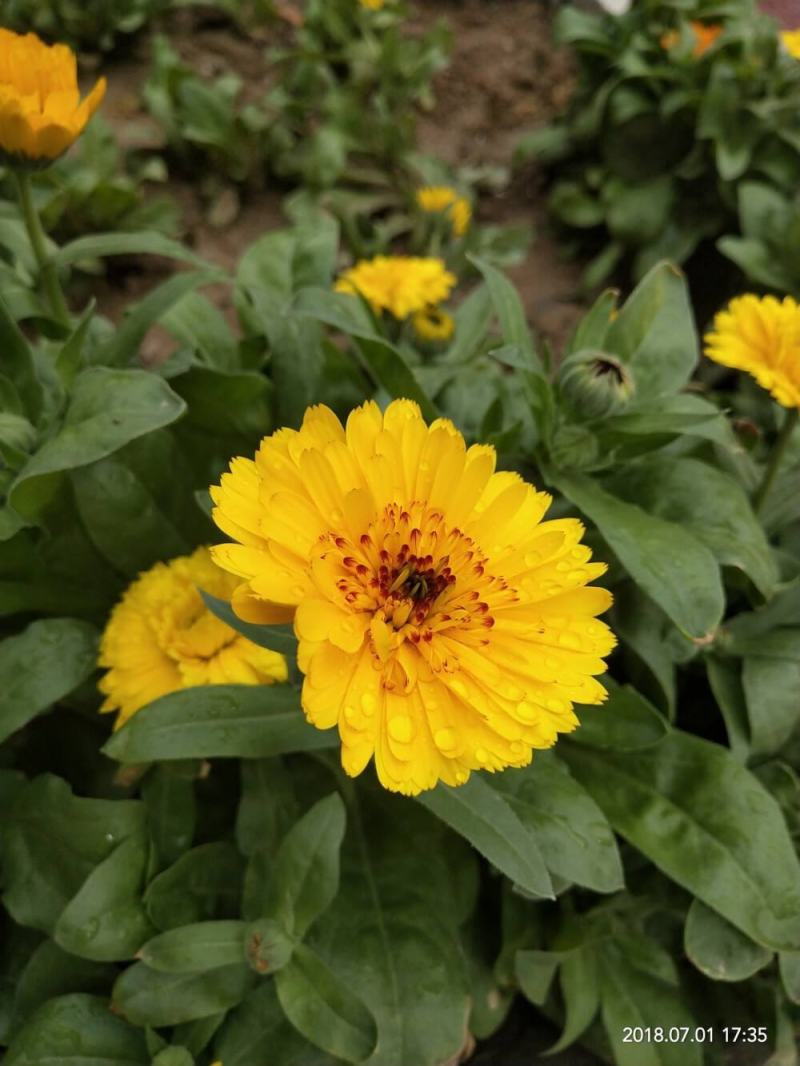 金盏菊种子金盏花种子四季易种花种子长生菊花海易种庭院盆栽