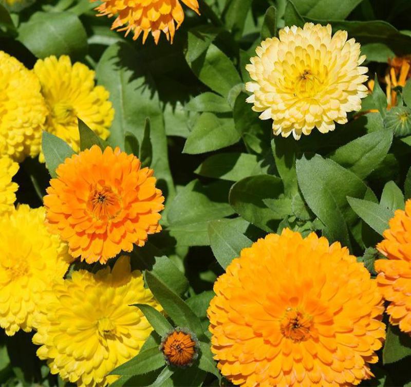 金盏菊种子金盏花种子四季易种花种子长生菊花海易种庭院盆栽
