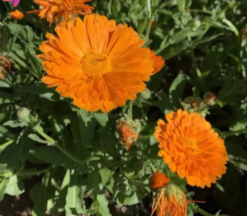 金盏菊种子金盏花种子四季易种花种子长生菊花海易种庭院盆栽