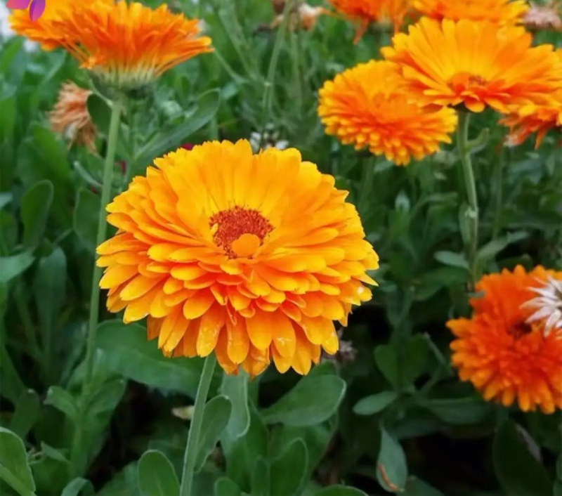 金盏菊种子金盏花种子四季易种花种子长生菊花海易种庭院盆栽
