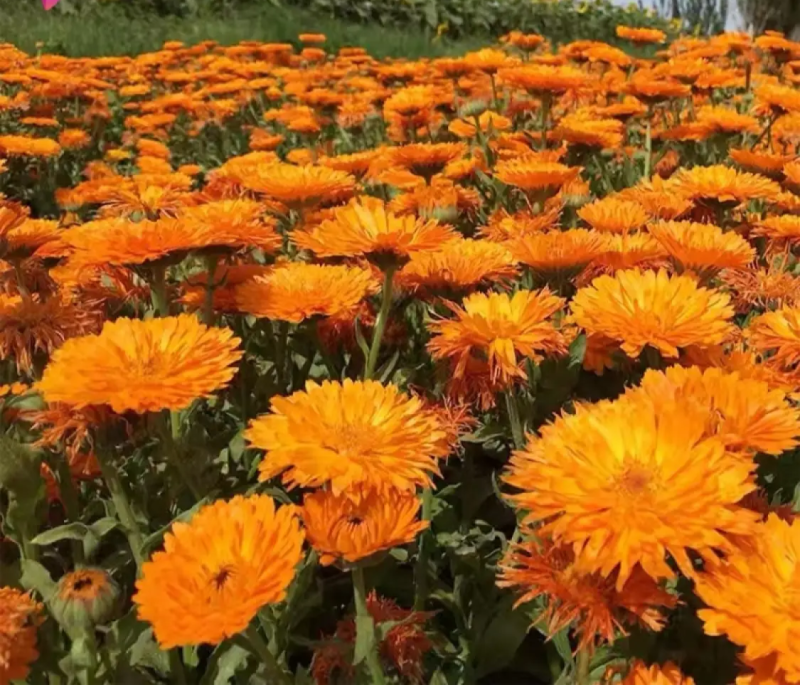 金盏菊种子金盏花种子四季易种花种子长生菊花海易种庭院盆栽
