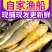 海捕小黄鱼新鲜速冻