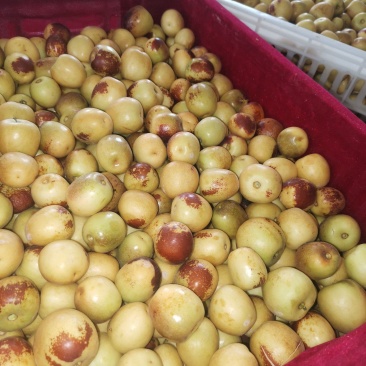 大荔冬枣