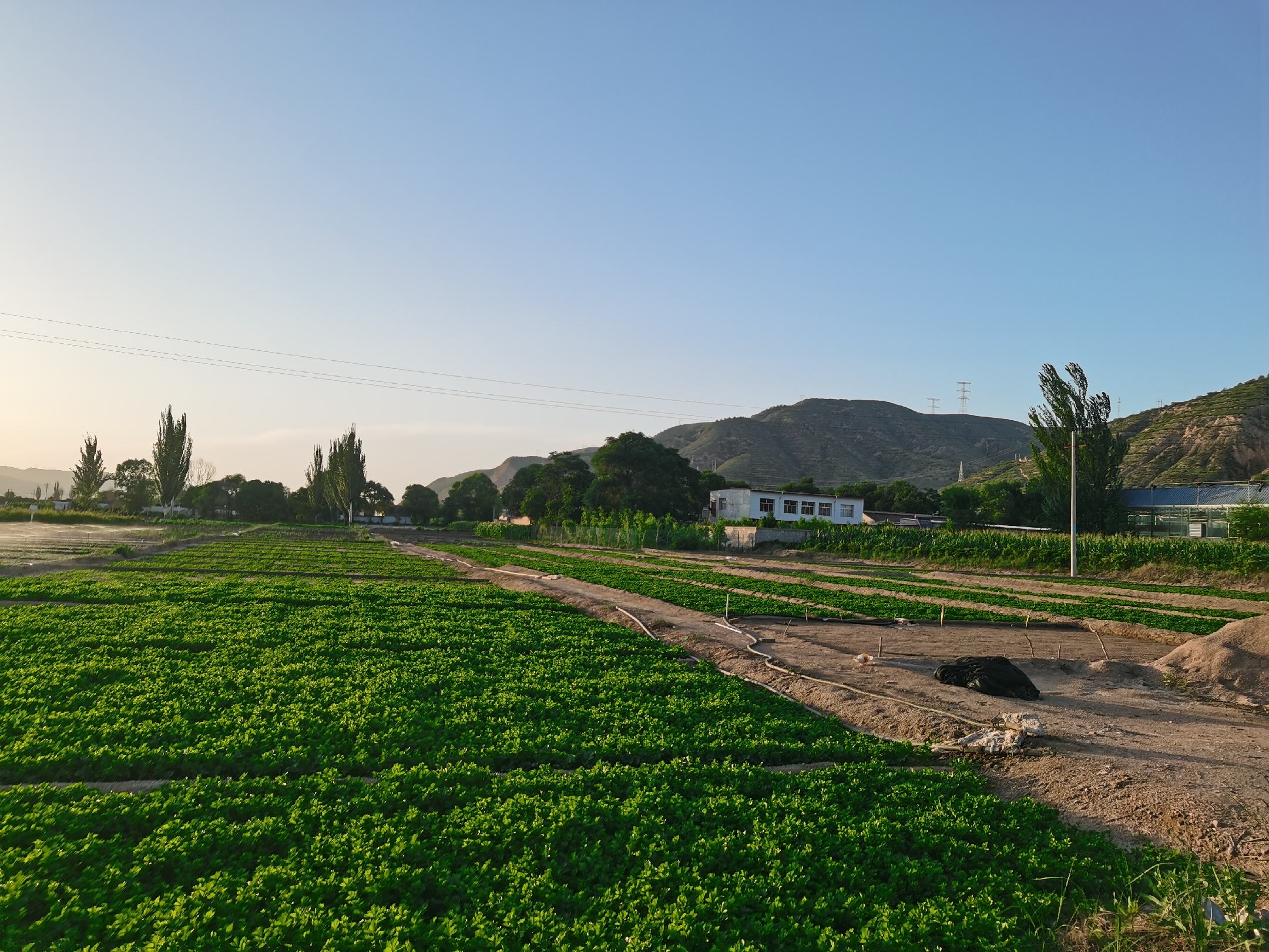 东北山芹菜在山林中自然生长的场景