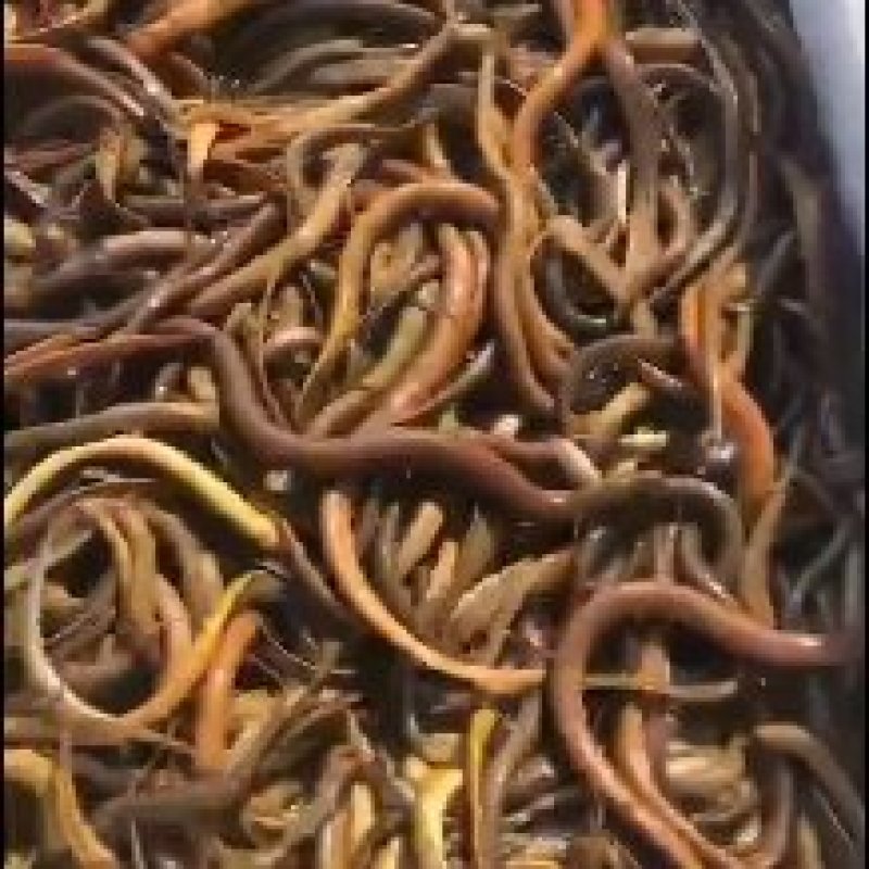 广州批发黄鳝