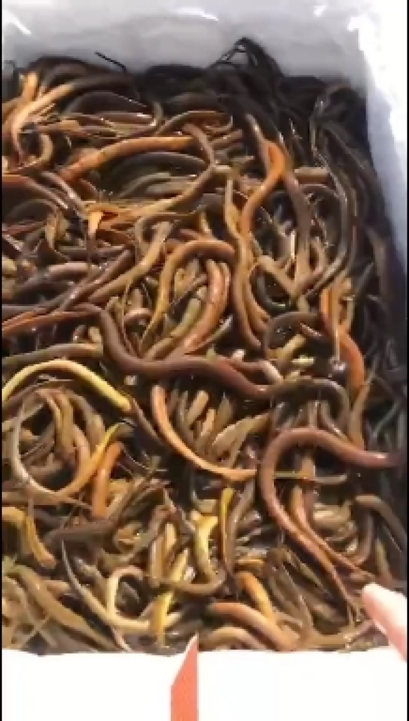 广州批发黄鳝