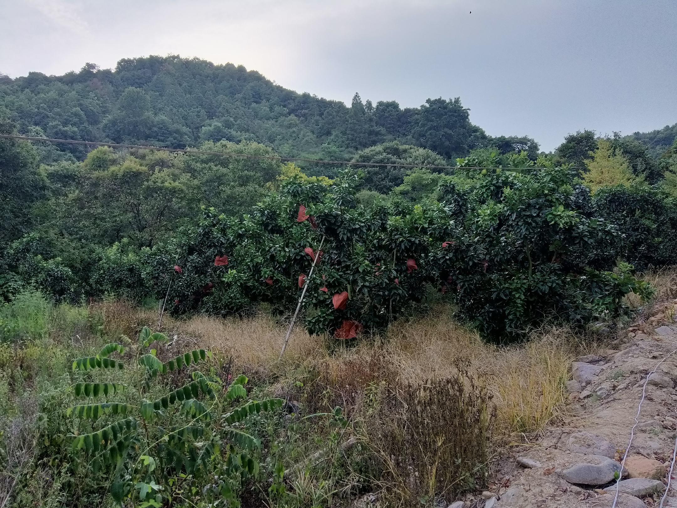 中国葡萄柚种植分布示意图