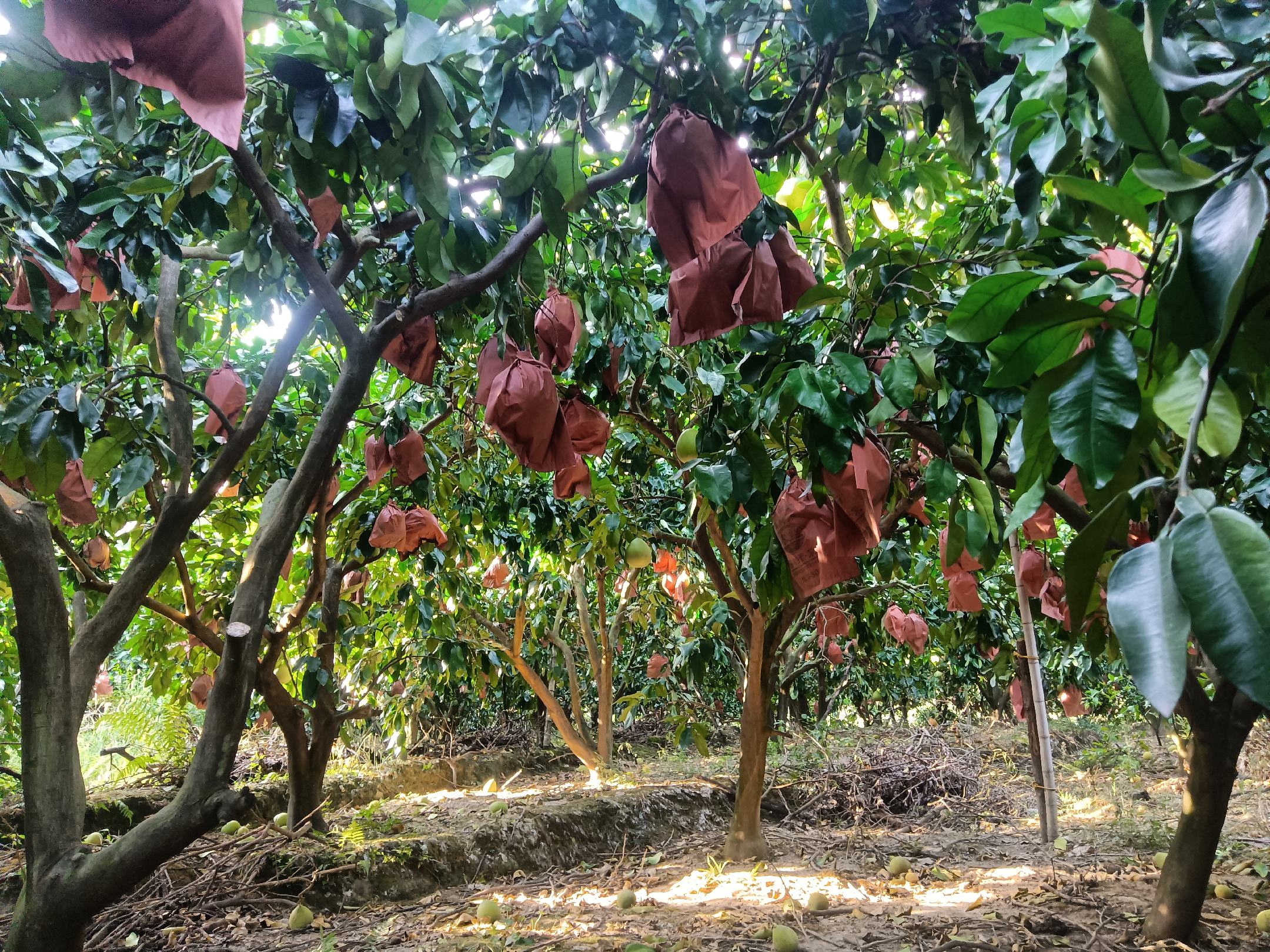 红心柚果园采摘场景,展示果农正在采摘成熟的红心柚,背景为阳光下的果园景象 红心柚果园采摘场景