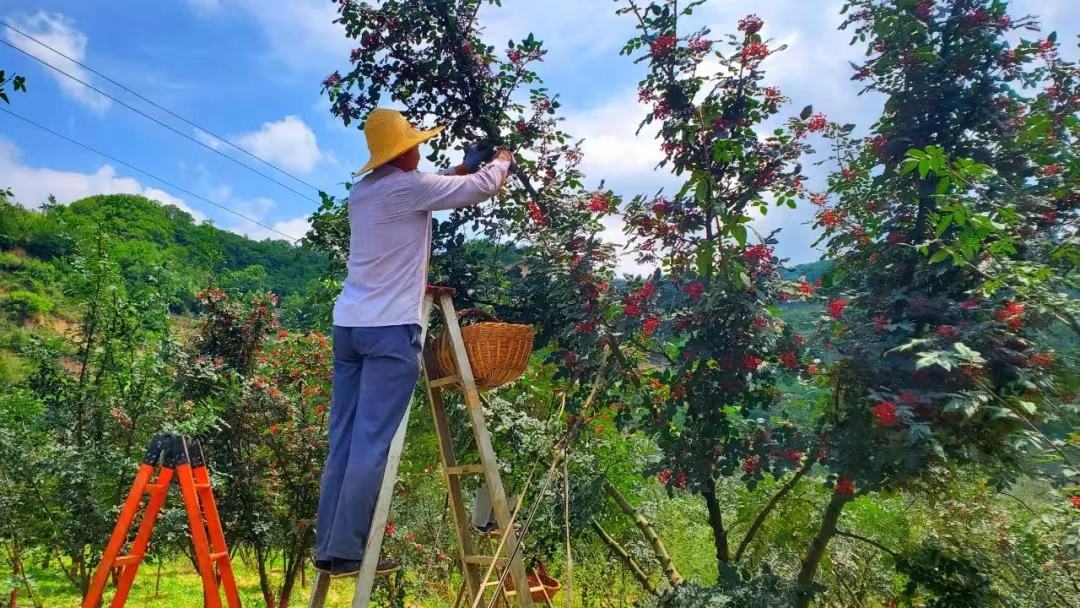 花椒种植基地