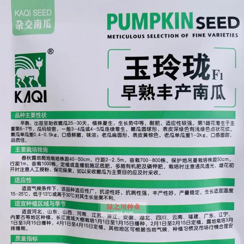 卡其玉玲珑早熟丰产南瓜种子一串玲南瓜种子表皮深绿色