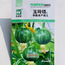 卡其玉玲珑早熟丰产南瓜种子一串玲南瓜种子表皮深绿色