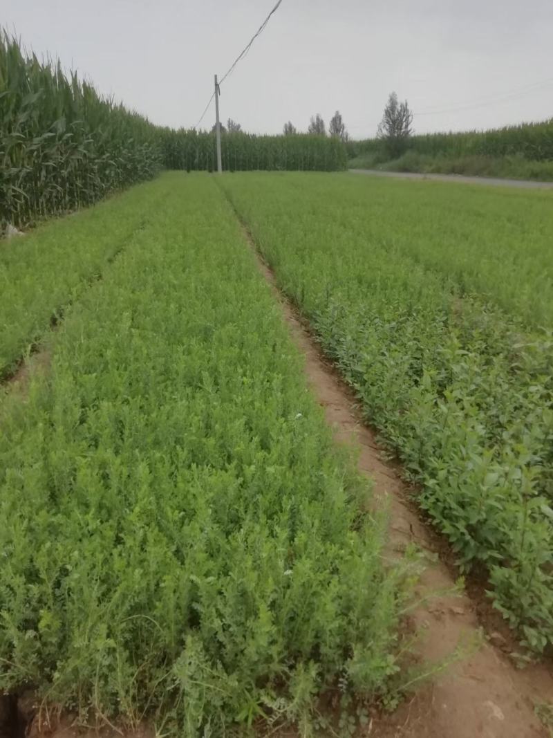 柠条杯苗