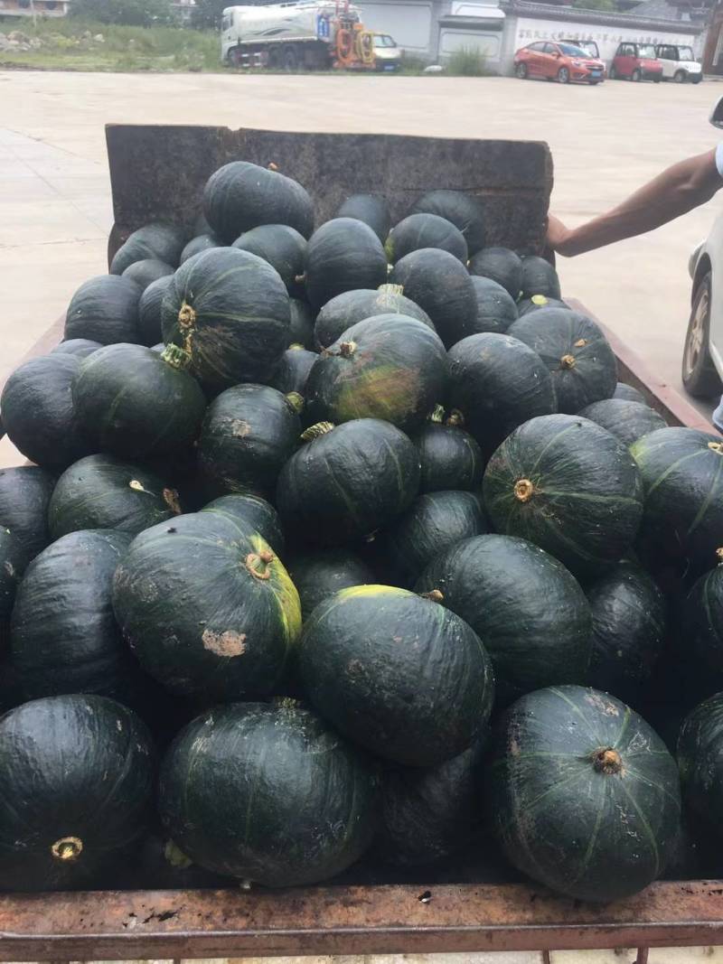 广西南宁贝贝南瓜货源充足软糯香甜关心咨询！