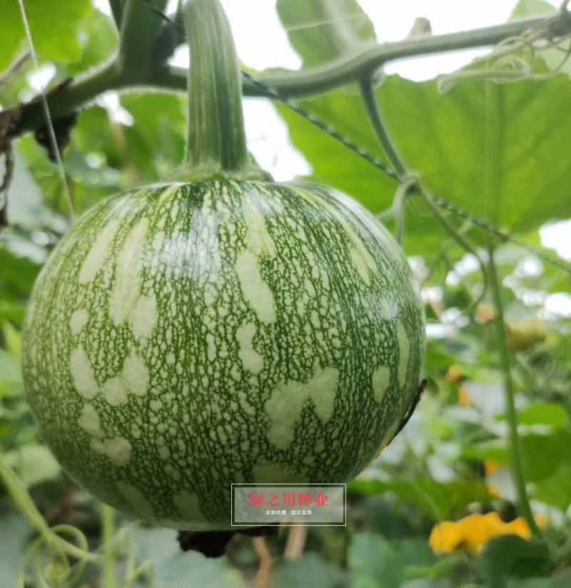 一串铃花蓝早熟嫩南瓜种子嫩早串铃南瓜优质菜南瓜种籽圆形