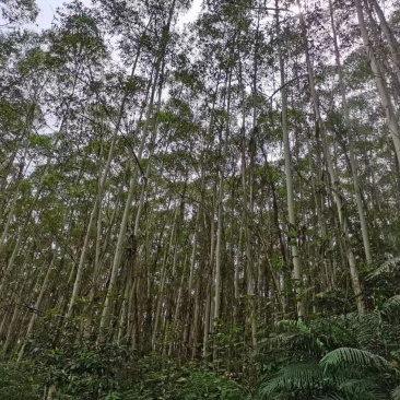 桉树