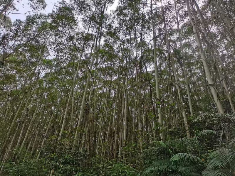 桉树