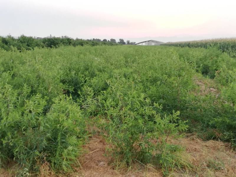 大荔县范家镇建农村当地冬枣苗定购，产地直供，质量保证。