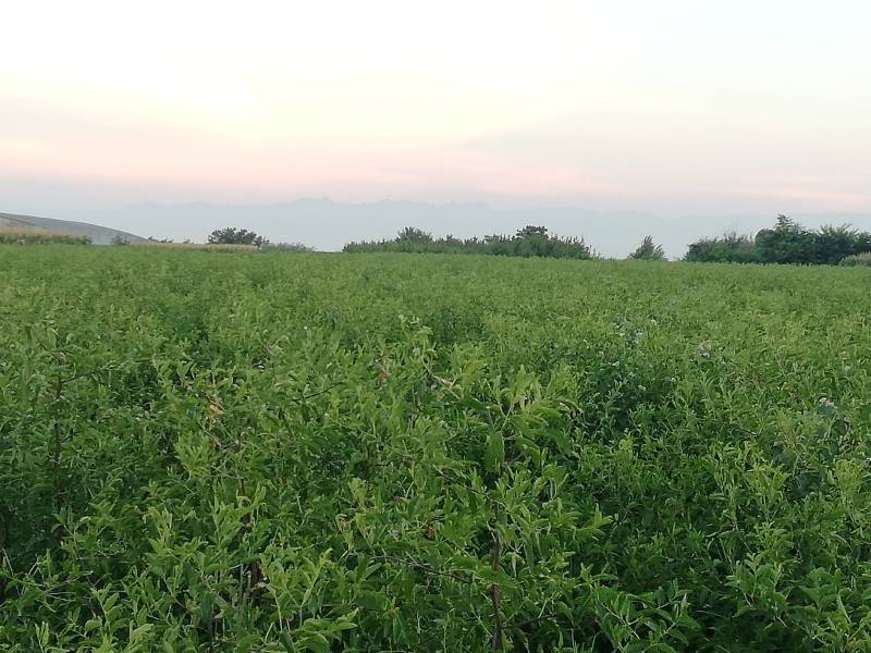 大荔县范家镇建农村当地冬枣苗定购，产地直供，质量保证。