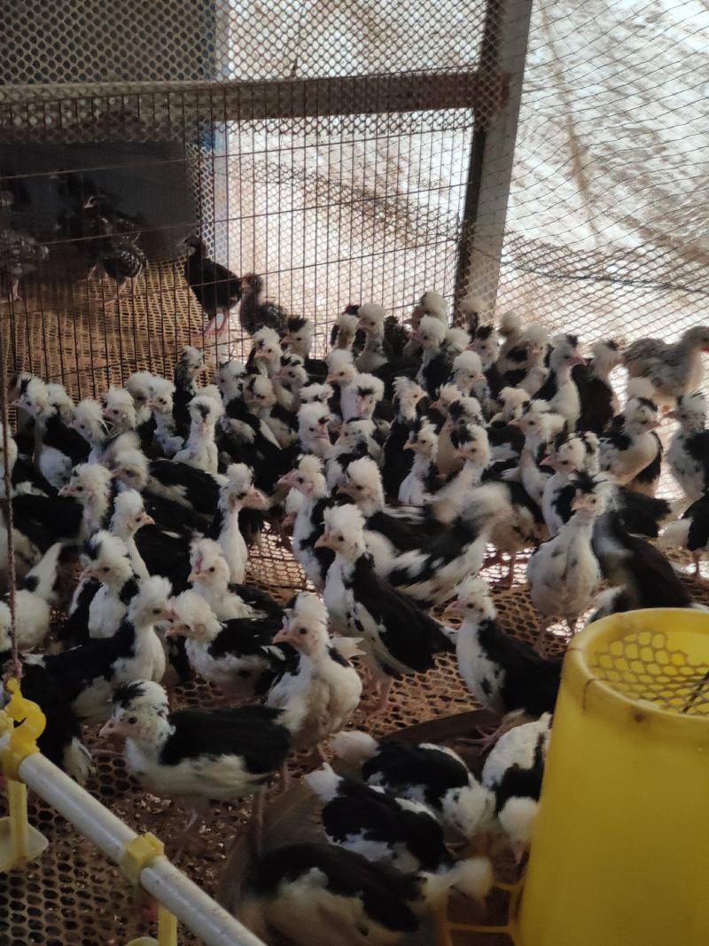 脱温贵妃鸡苗成年贵妃鸡肉质细嫩产蛋率高好饲养