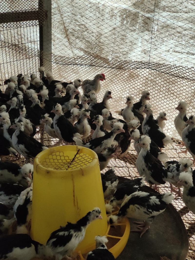 脱温贵妃鸡苗成年贵妃鸡肉质细嫩产蛋率高好饲养