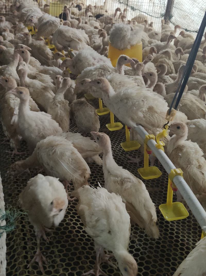 脱温火鸡苗尼古拉火鸡体型大好饲养抗病能力强