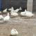 网红柯尔鸭纯白色小鸭子宠物鸭景区萌宠园观赏水禽动物