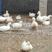 网红柯尔鸭纯白色小鸭子宠物鸭景区萌宠园观赏水禽动物
