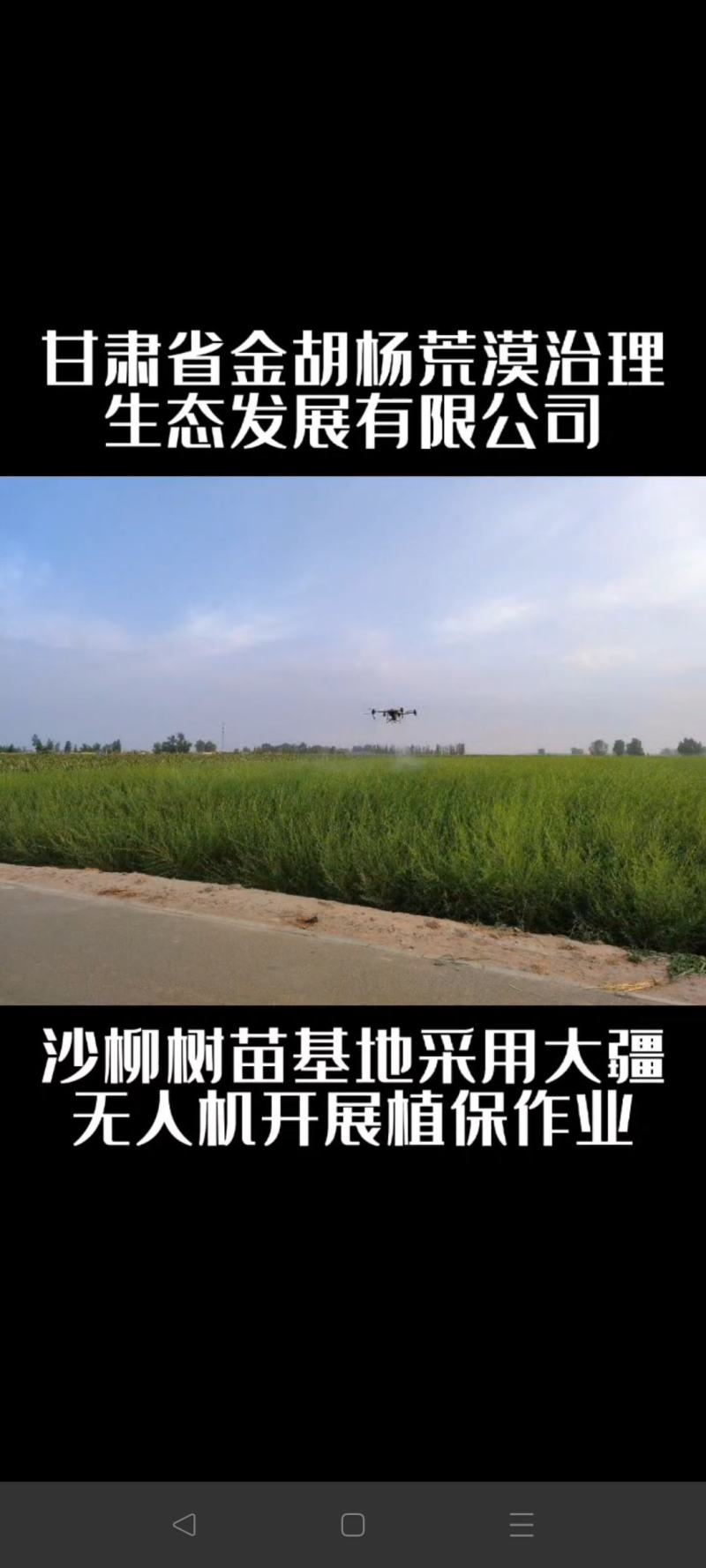 【公司直营】灌木沙柳多分枝沙柳树苗基地沙柳沙柳苗