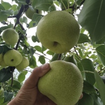 砀山酥梨大量上市口质好保质保量，量大从优欢迎大家实地看货