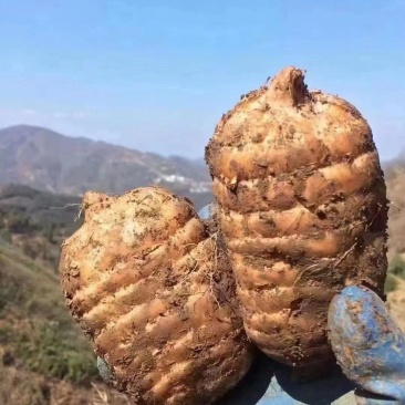 昭通小草坝新鲜天麻