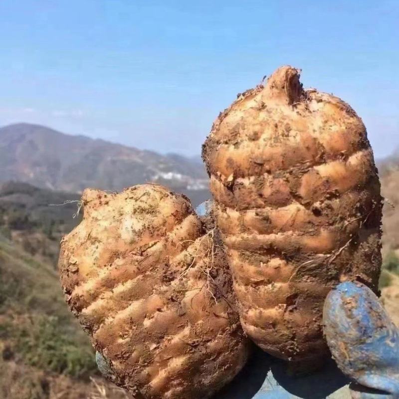 昭通小草坝新鲜天麻